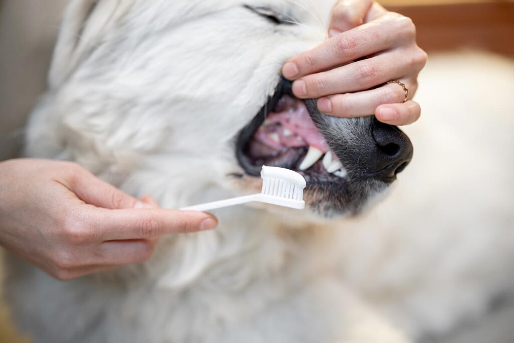 escovar o dente de cachorro